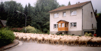 Schapen op de weg