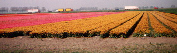Tulpen in de Beemster