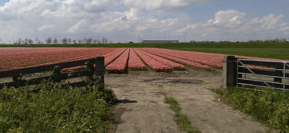Een bollenveld vlakbij